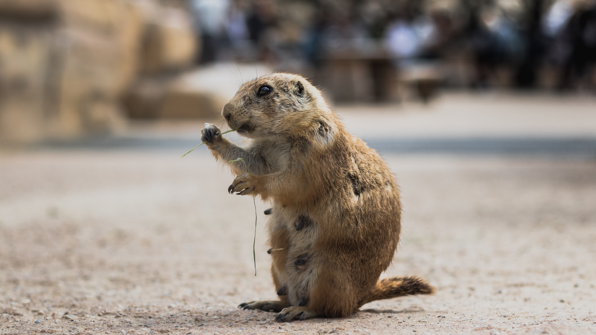 groundhog day
