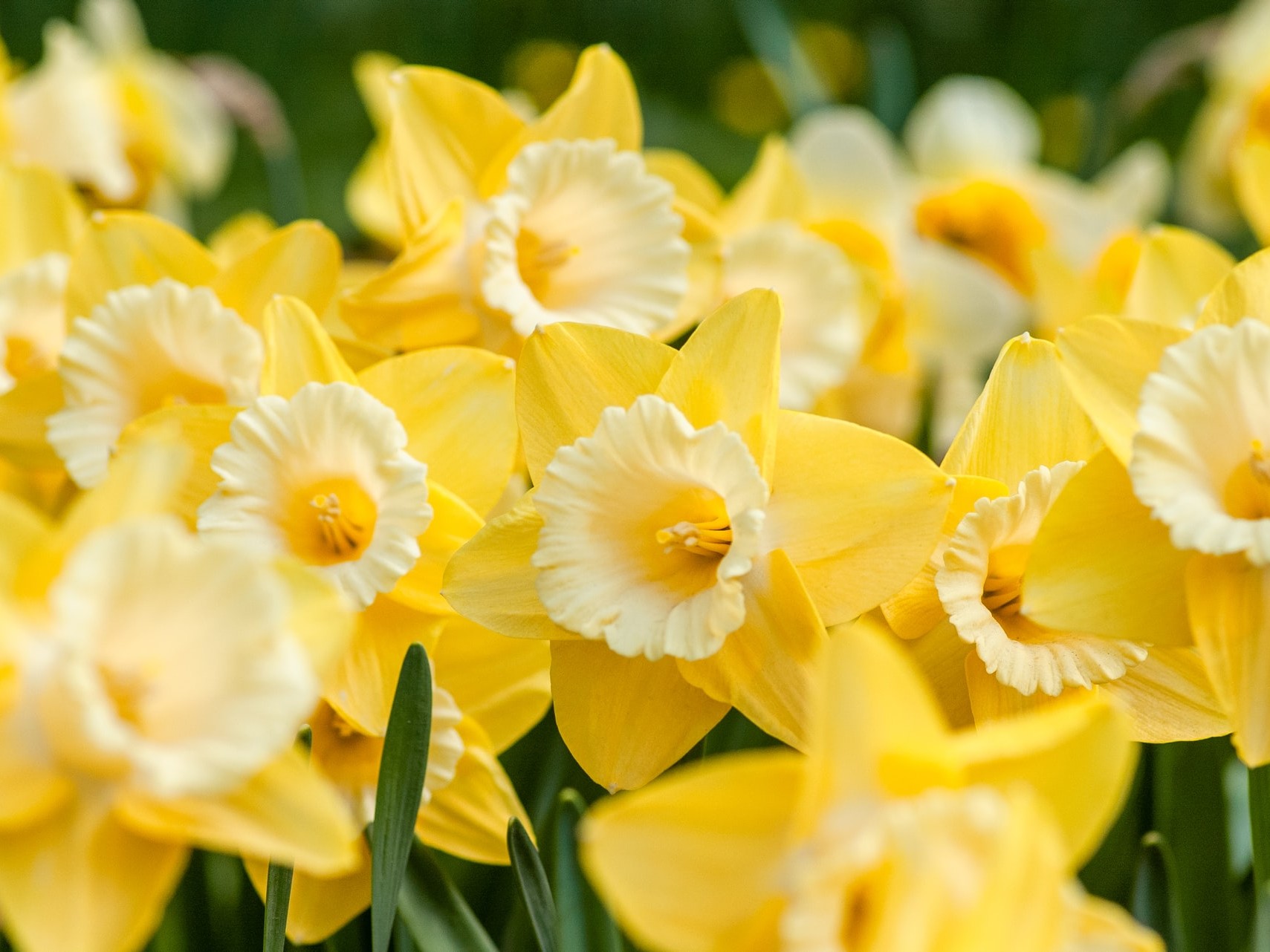 Daffodils from Wales