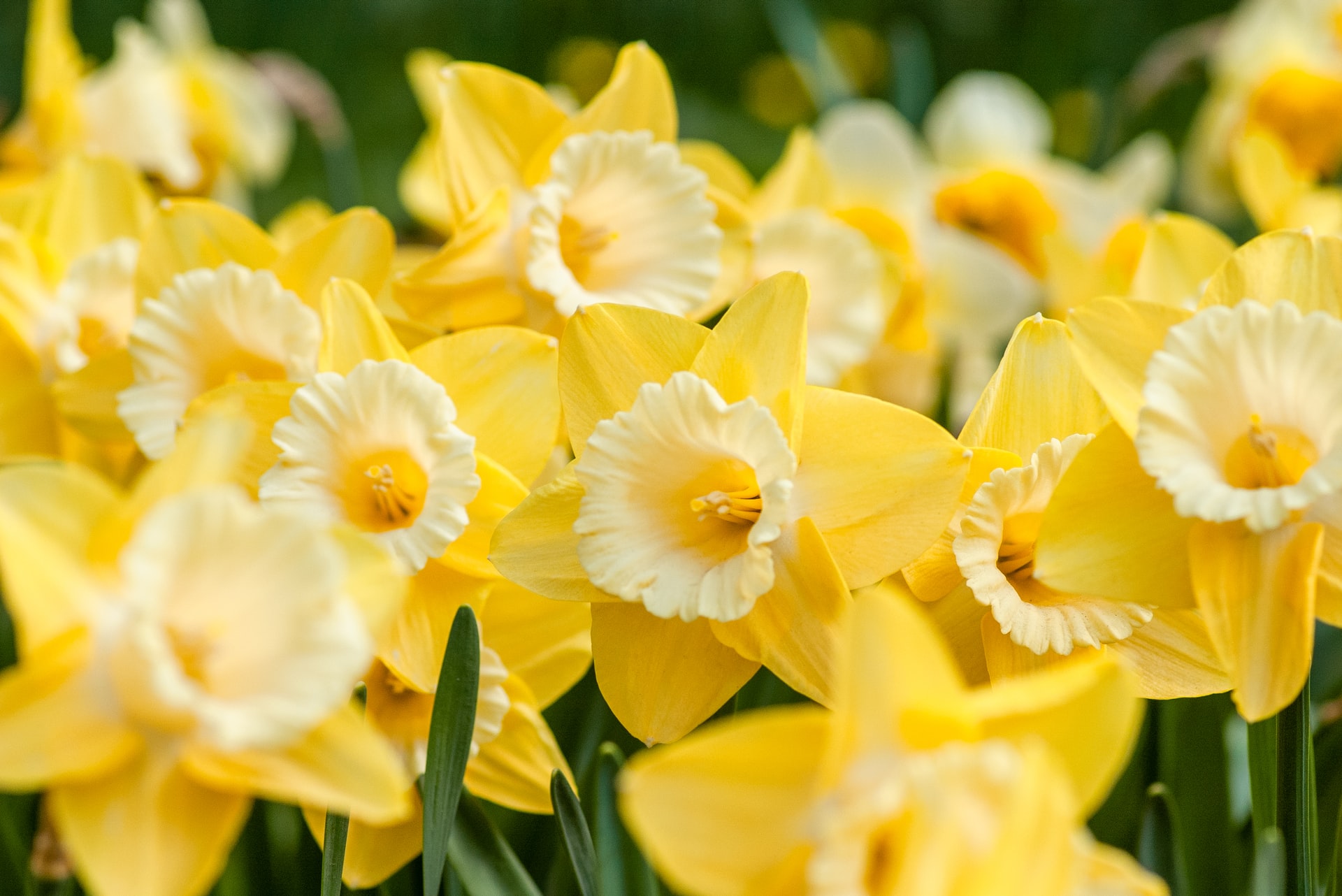 Daffodils from Wales