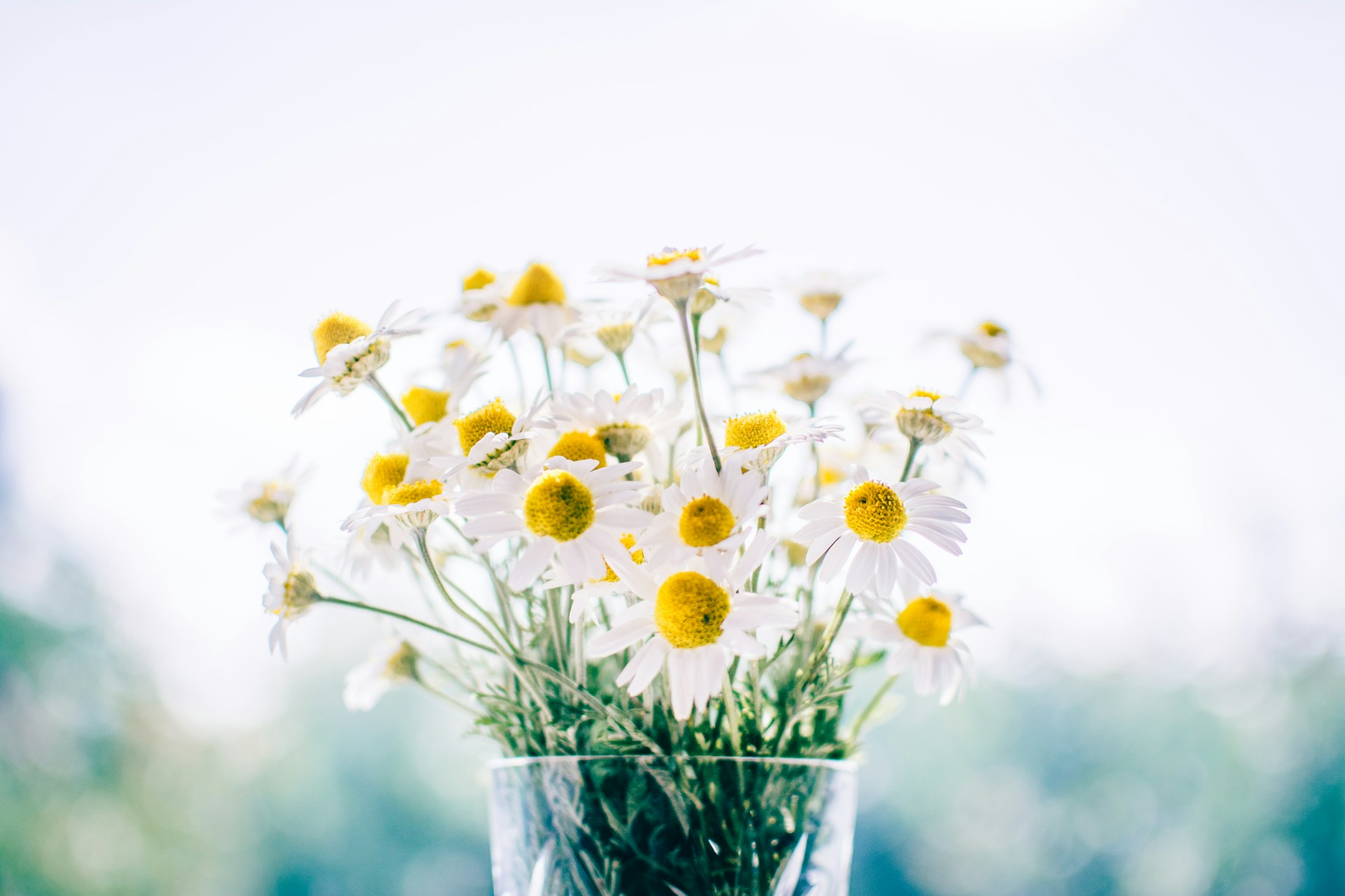Idioms in English with Flowers